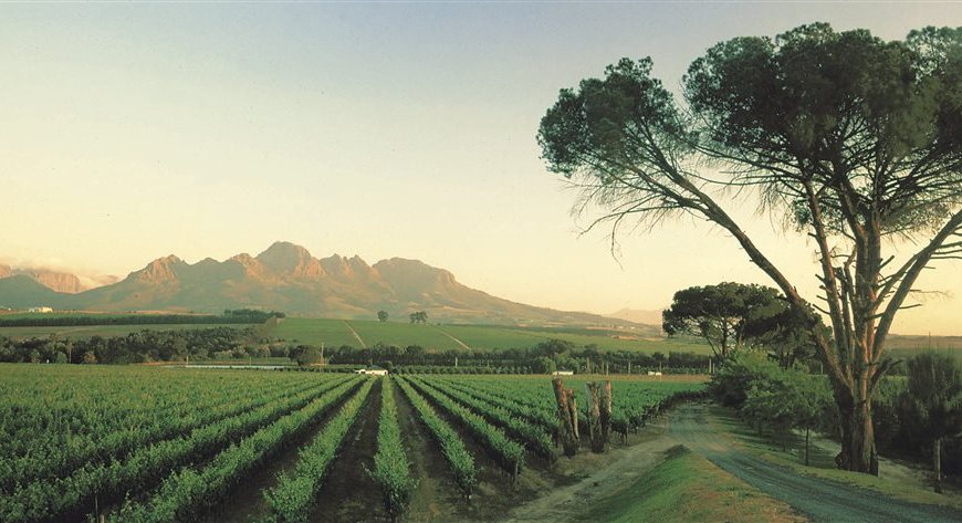 South Africa Wines