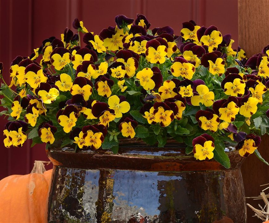 Late Summer Gardening